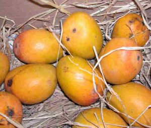 mangoes for your friend
