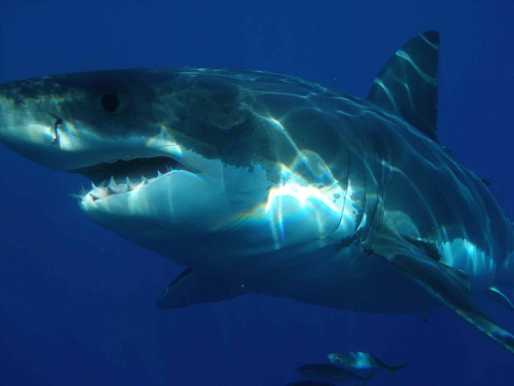Top 12 Apex Predators In The World - Nature's Assassins