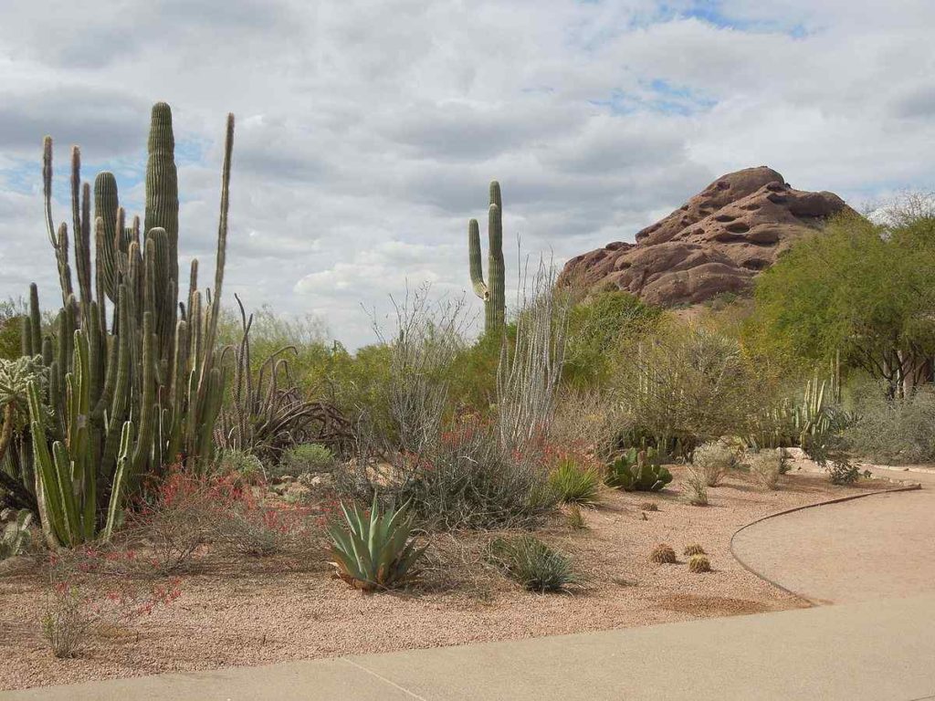 Desert Botanical Garden, Phoenix, Arizona, United States