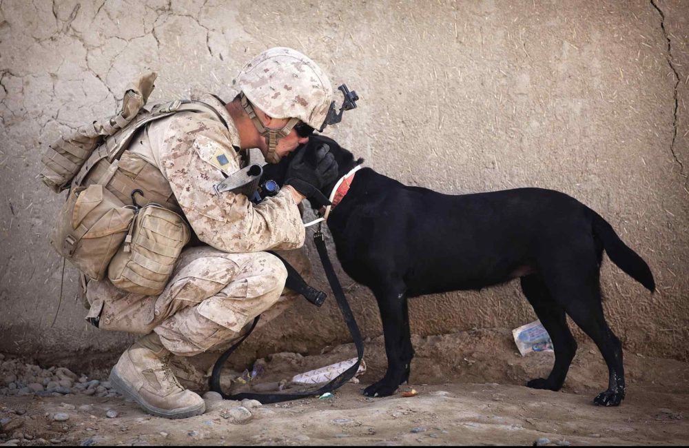 Soldier rescue dogs
