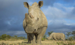 Northern White Rhino