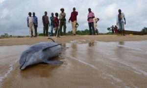 Atlantic humpback dolphin