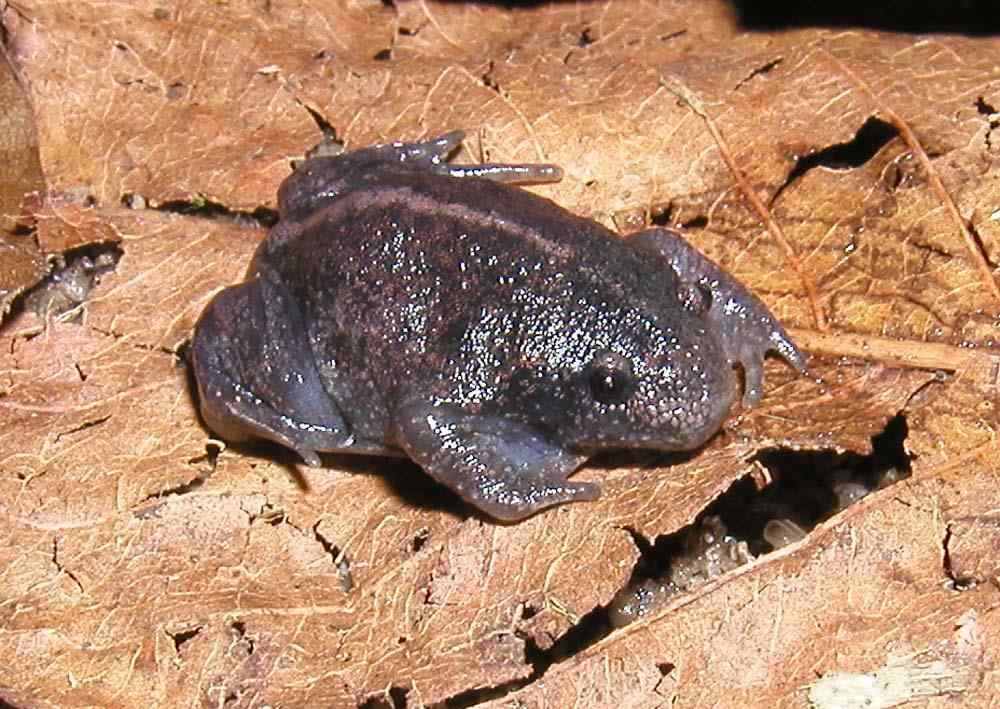 MEXICAN BURROWING FROG