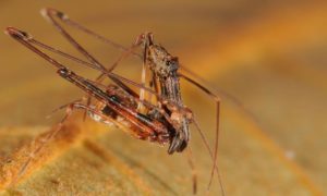 Pelican Spider