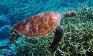 green sea turtle