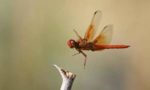 Dragonfly Species