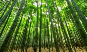 Bamboos