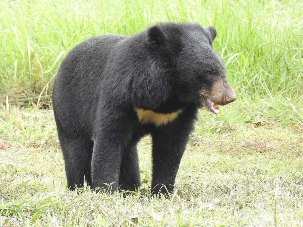Asian Black bear