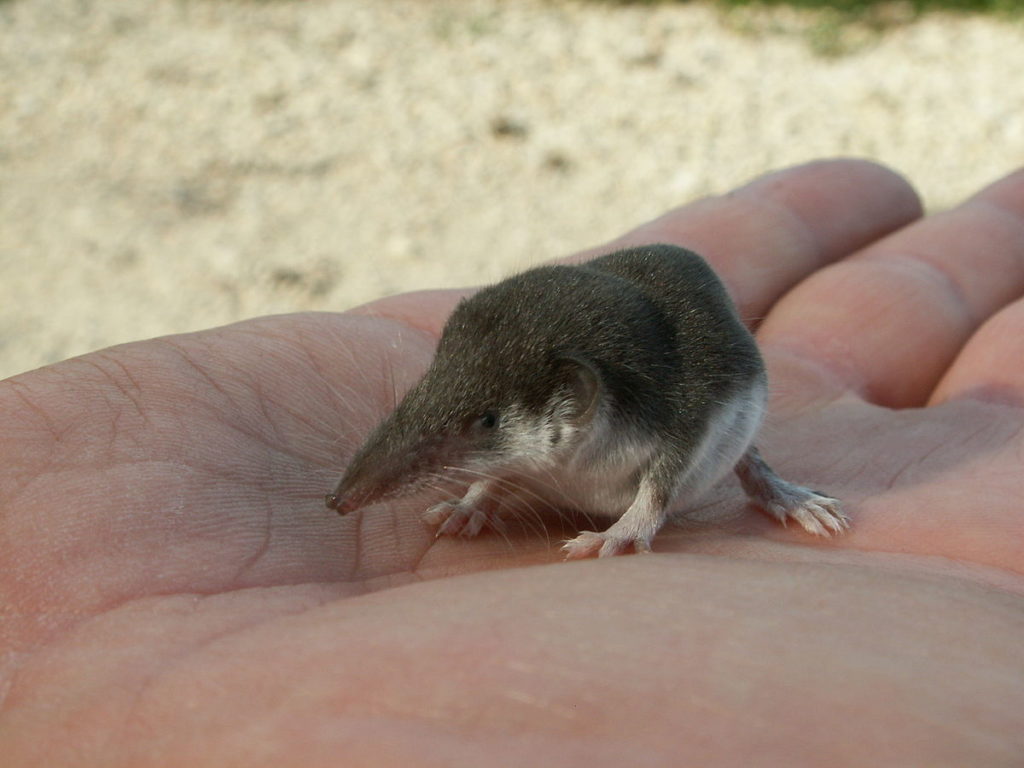 Etruscan Shrew (Smallest Mammal By Weight)