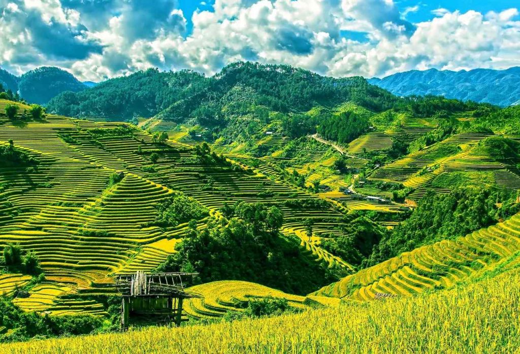 Sa Pa Terrace fields, Vietnam