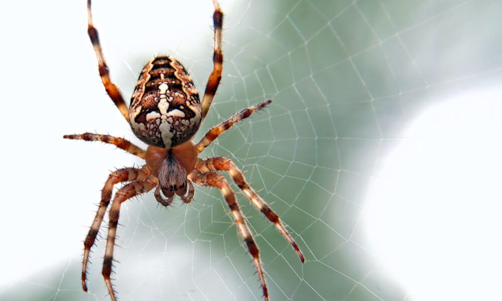 Top 10 Scariest Spiders in the World