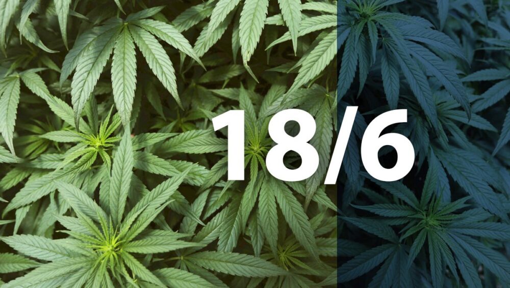 Best Light Schedule for Autoflowers