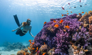 Diving and Water Sports in the Maldives