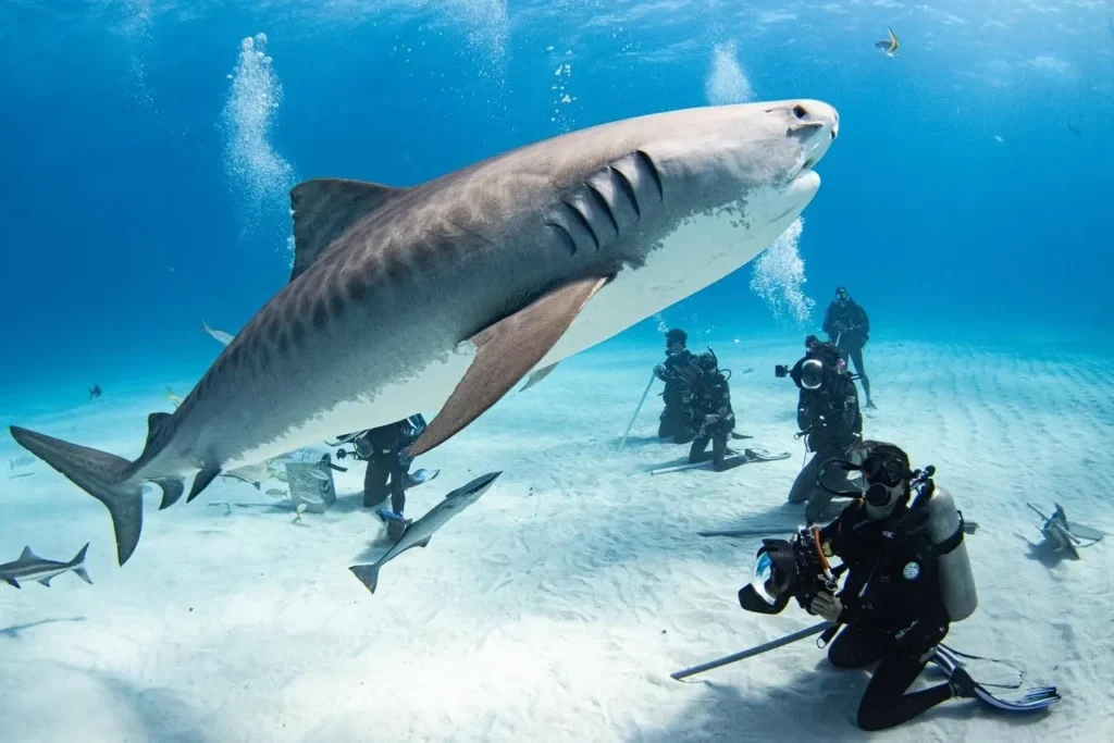 dive with tiger sharks